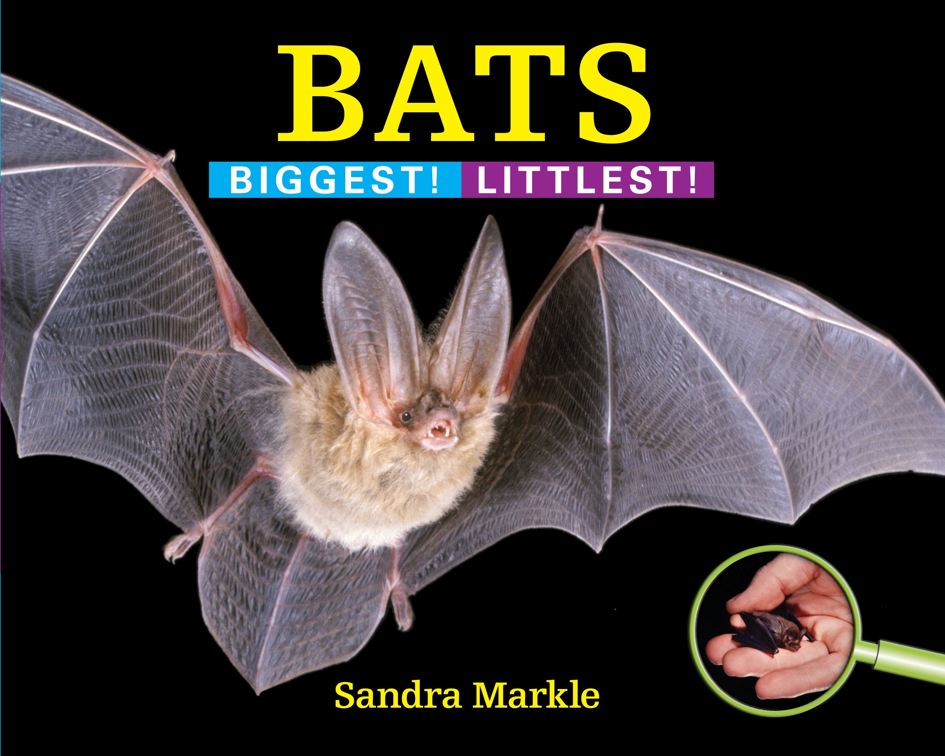 Bats (Hardcover Book)