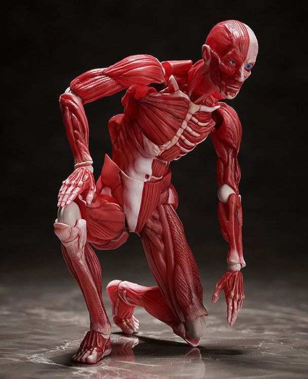 Original Character Figma Human Anatomical Model Action Figure