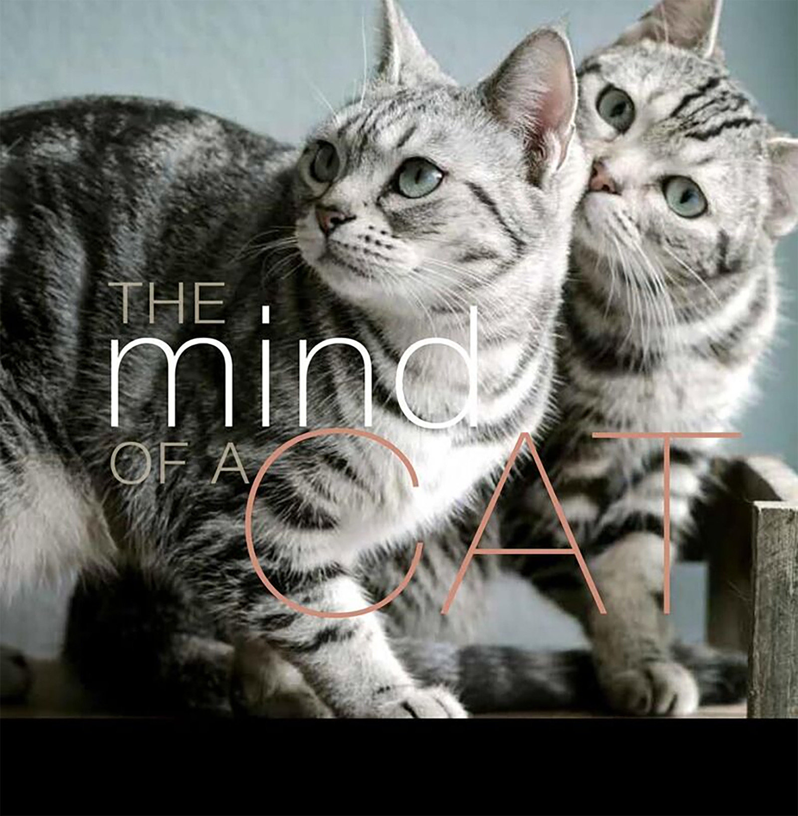 The Mind Of A Cat (Hardcover Book)